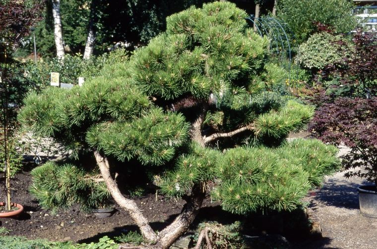 Nadelgehölze verleihen dem Garten eine besondere Note - wie diese ausladende Schwarz-Kiefer (botanischer Name: Pinus nigra).